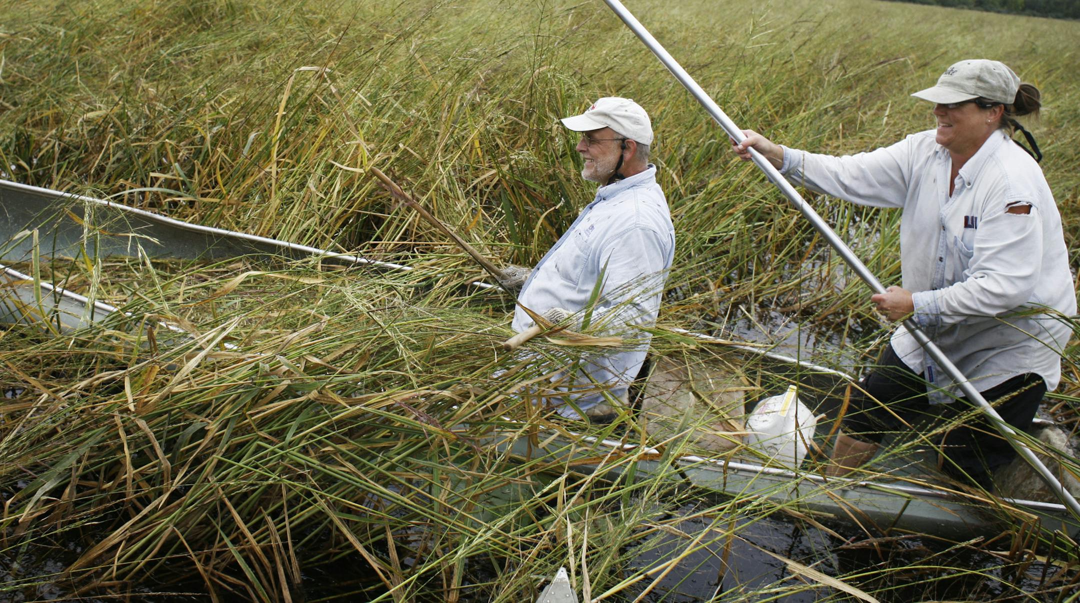 Richard Tsong-Taatarii@startribune.com rtsong-taatarii@startribune.com Garrison,MN;9/8/06;left to right:On Mallard Lake, Duane and Pamela Bleichner harvest some wild rice. "The young people don't want to work this hard," says Pamela about the hours of work it takes to fill the canoe with several hundred pounds of wild rice.