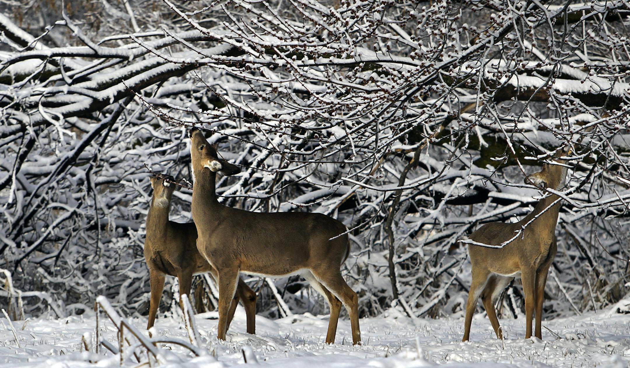 Whitetail deer browse on tree buds in the Wood Lake Nature Center Tuesday, April 23, 2013, in Richfield, MN.