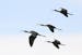 Four white-faced ibis in flight.