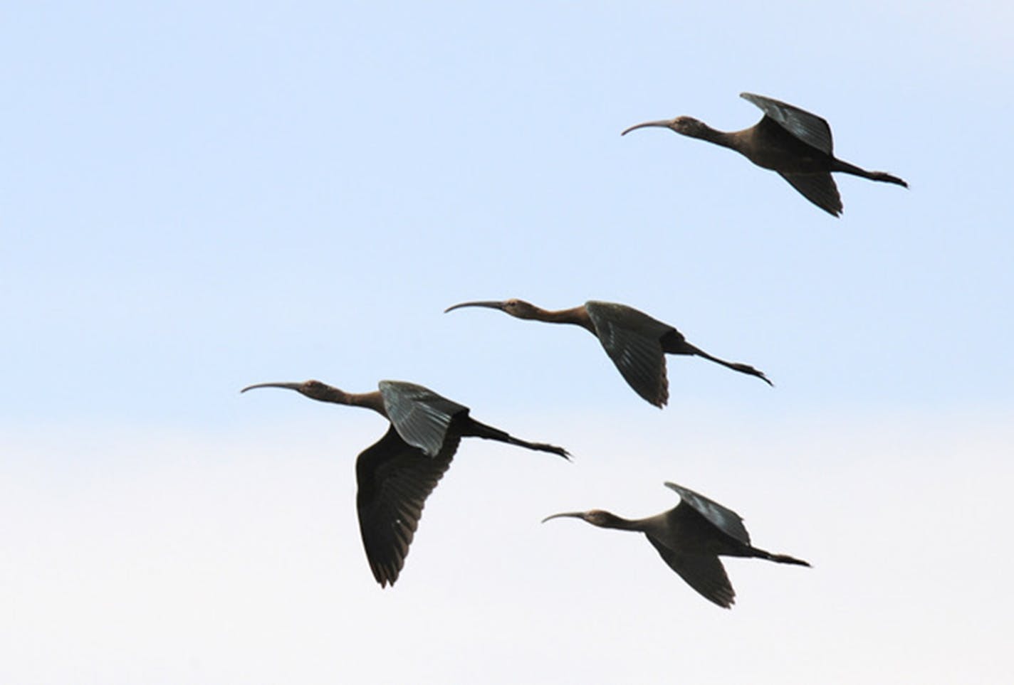 Four white-faced ibis in flight.