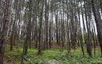 The boreal forest on display on the Blind Ash Bay Trail near the Ash River Visitor's Center at Voyageurs National Park. ] (Leila Navidi/Star Tribune) 