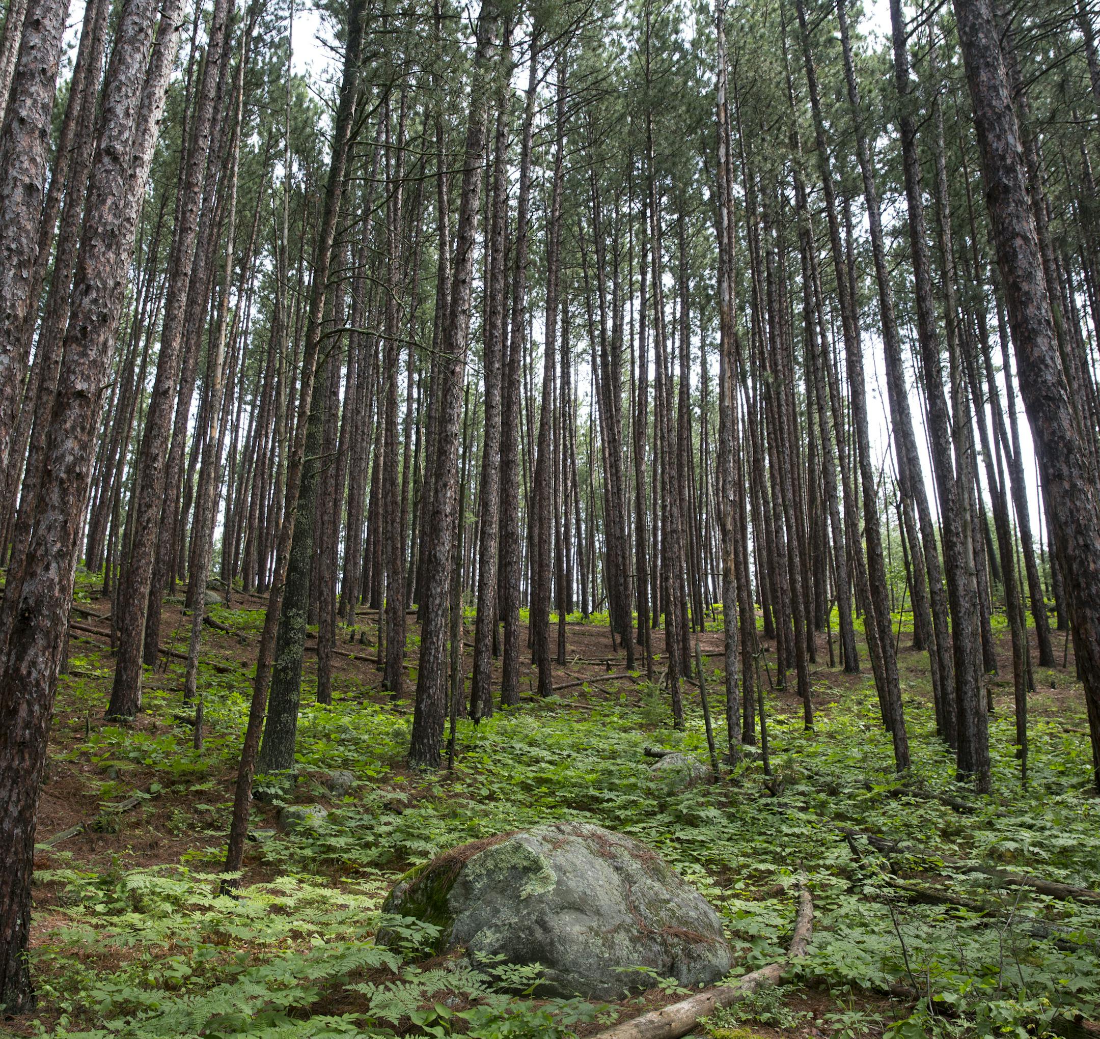 The boreal forest on display on the Blind Ash Bay Trail near the Ash River Visitor's Center at Voyageurs National Park. ] (Leila Navidi/Star Tribune) leila.navidi@startribune.com BACKGROUND INFORMATION: Voyageurs National Park in Minnesota on Saturday, June 25, 2016.