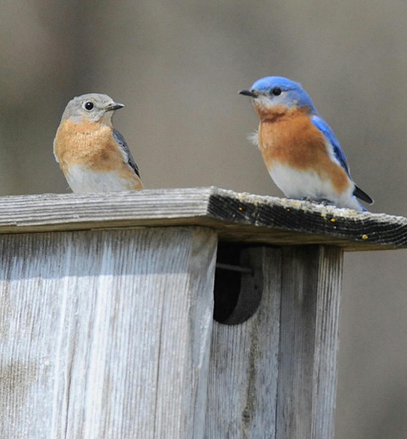 Parent bluebirds adopt a nest box.Jim Williams photo