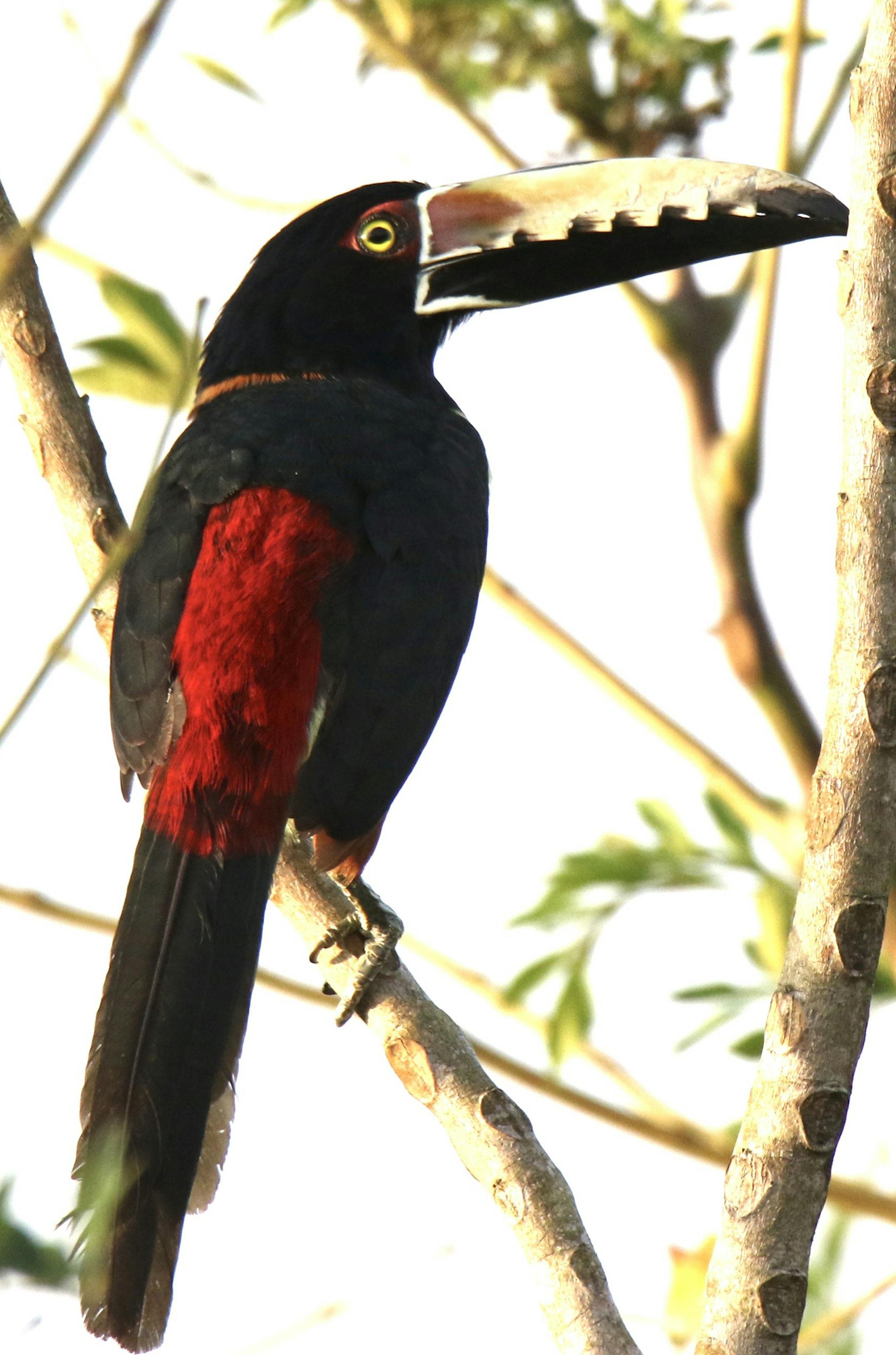 Photos by Craig Millard: ONE-TIME USE ONLY with Val's column
A collared aracari, cousin to toucans, snaps up fruits for breakfast.