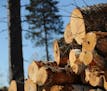 In 2017, then-Gov. Mark Dayton directed the DNR to analyze whether a timber harvest of 1 million cords from state-managed forest lands was sustainable