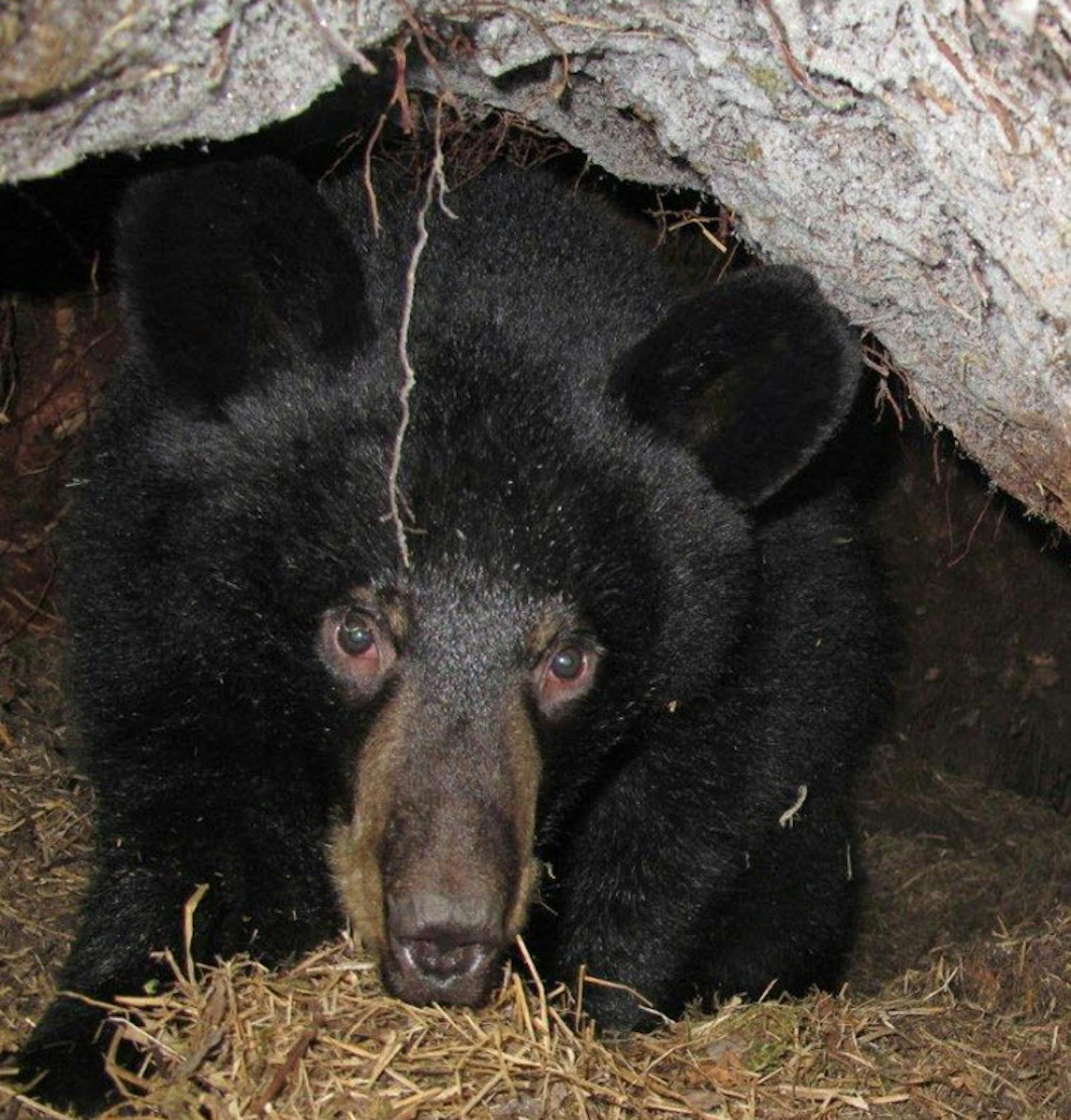 "Hope,'' the yearling black bear cub made famouse when she was born to her mother "Lily'' last winter in a birth broadcast over the Internet, is shown here in the den she is sharing in a cedar swamp with her mother this winter near Ely. Ely bear researcher Lynn Rogers is unsure how Hope will react when, as expected, Lily gives birth perhaps this week to as many as three and perhaps even four cubs. ORG XMIT: MIN2013072918013885 ORG XMIT: MIN1307291805313939