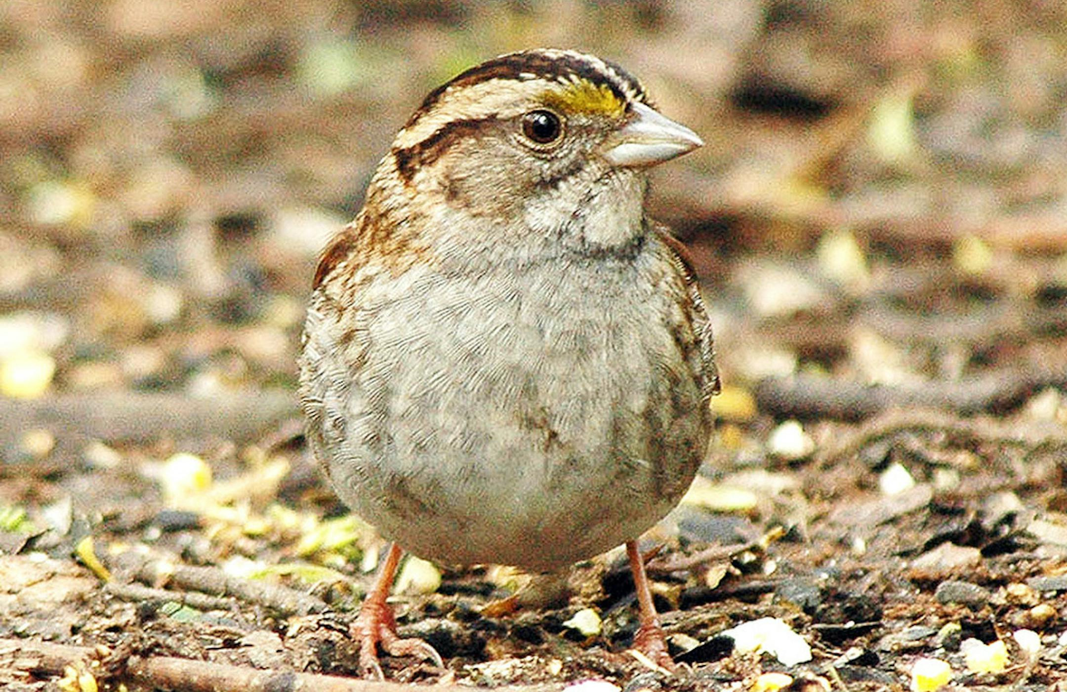Same species, different look: The tan-striped duller version of a white-throated sparrow is shown in this photo.