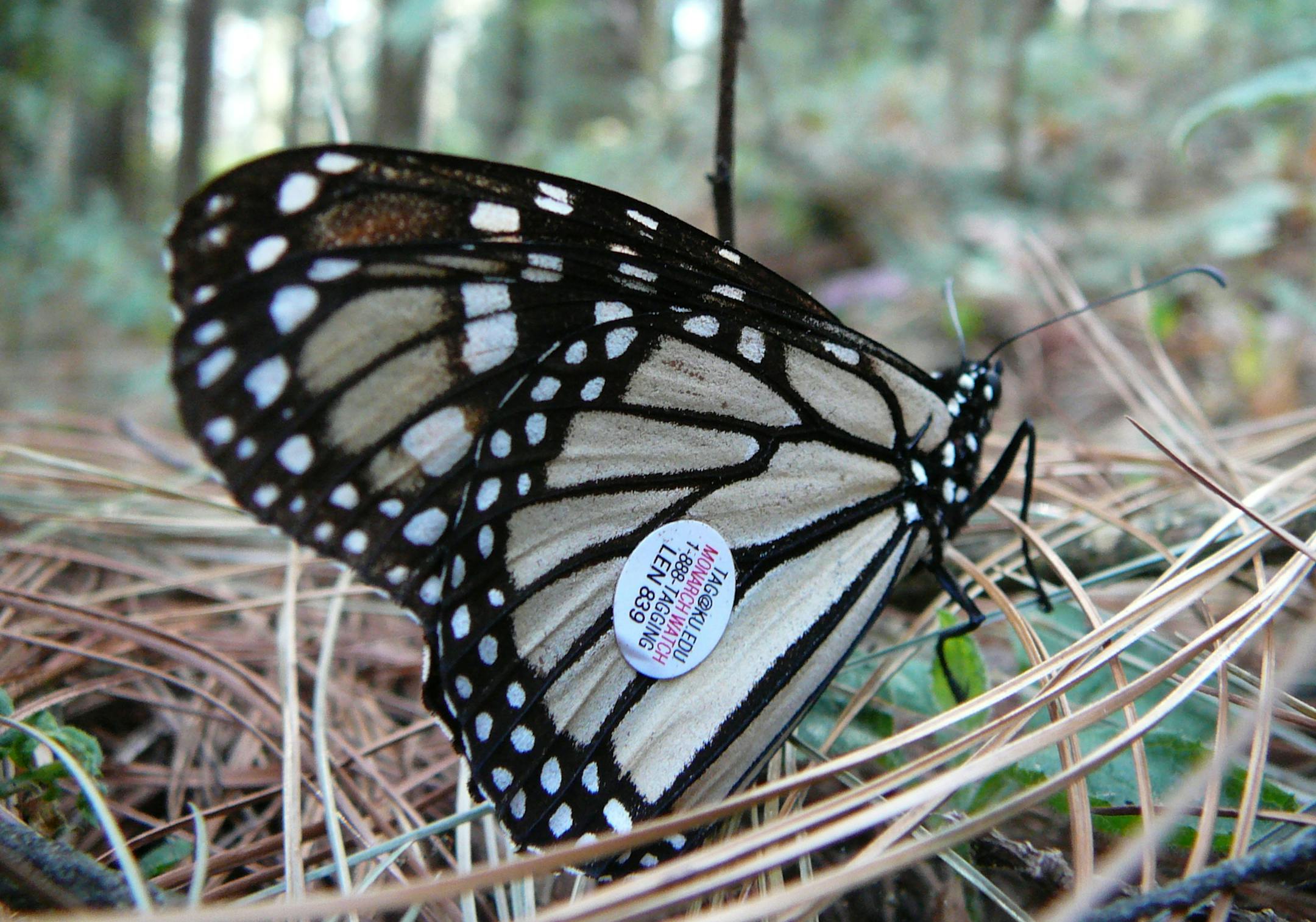 Monarch butterflies in their winter habitat in Mexico. The numbers of Monarchs in Mexico this year is much lower than in years past. Agricultural practices and drought are big contributors to the decines. Credit: World Wildlife Fund