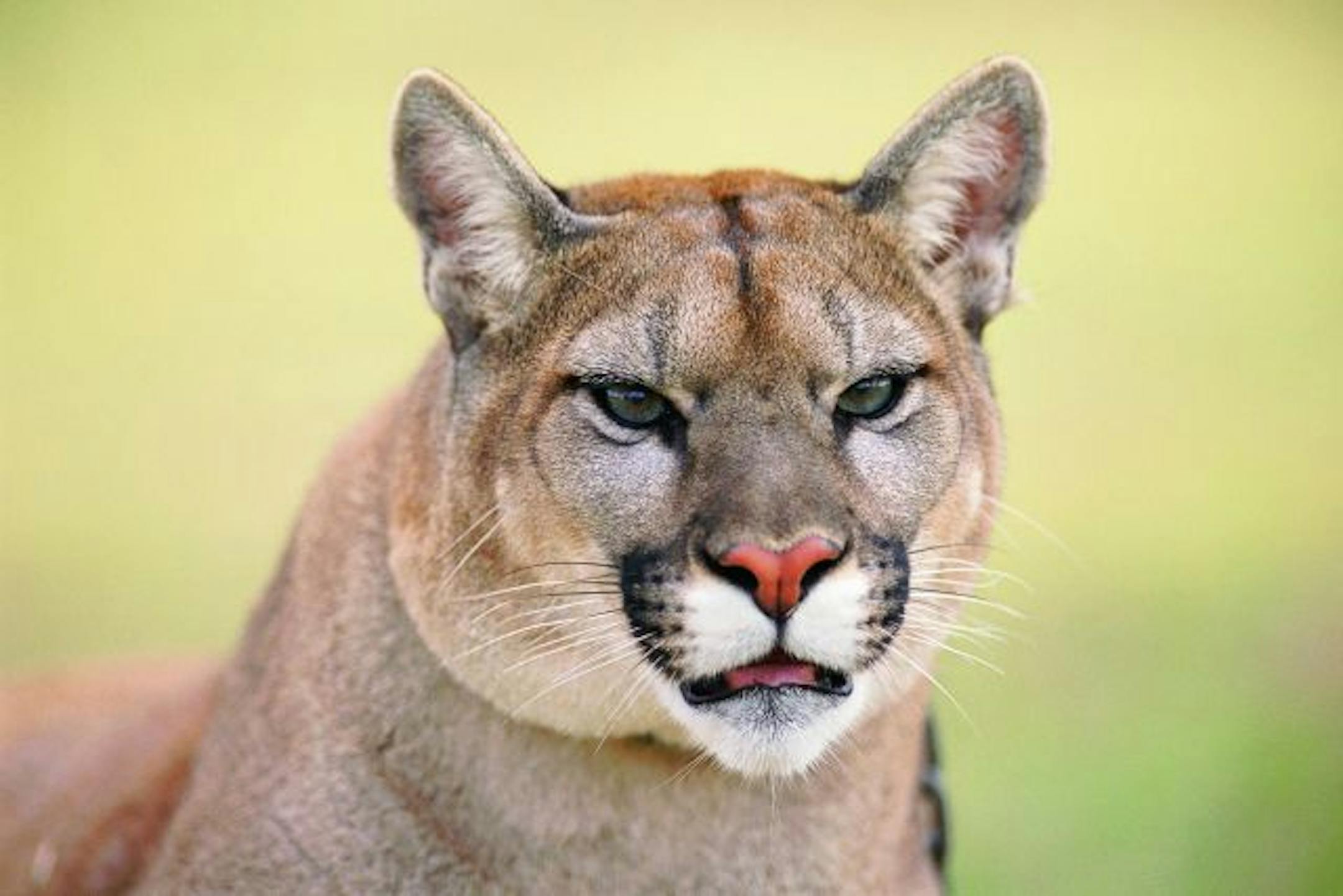 Cougar