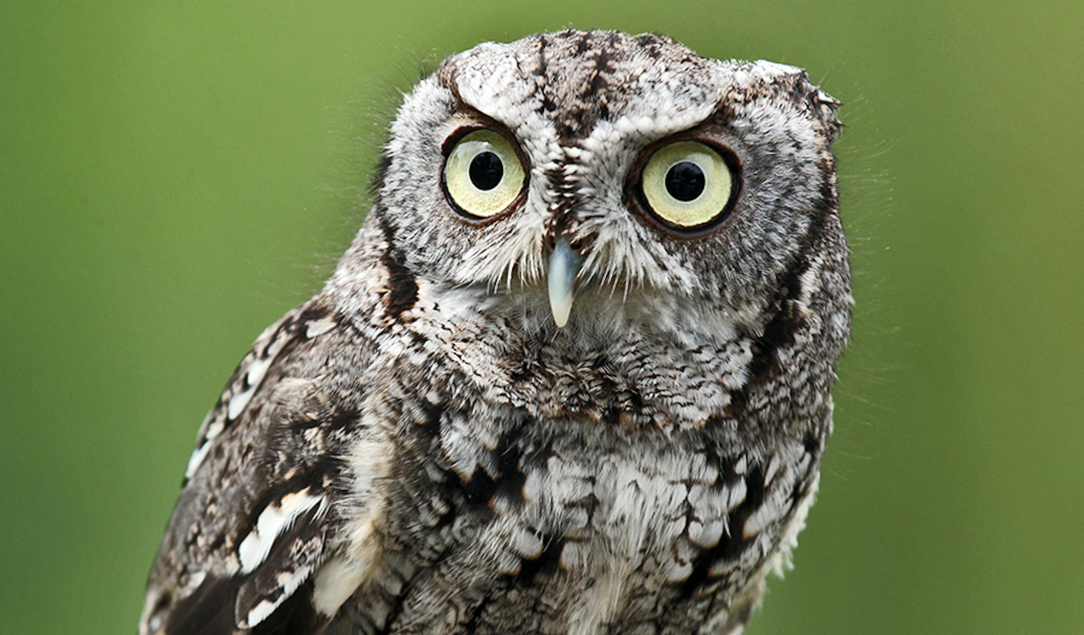 A four-year-old eastern screech owl.