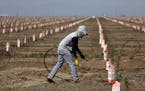 A worker sets up irrigation lines to water almond tree rootstocks along Road 36 in Tulare, Calif. (Gary Coronado/Los Angeles Times/TNS)