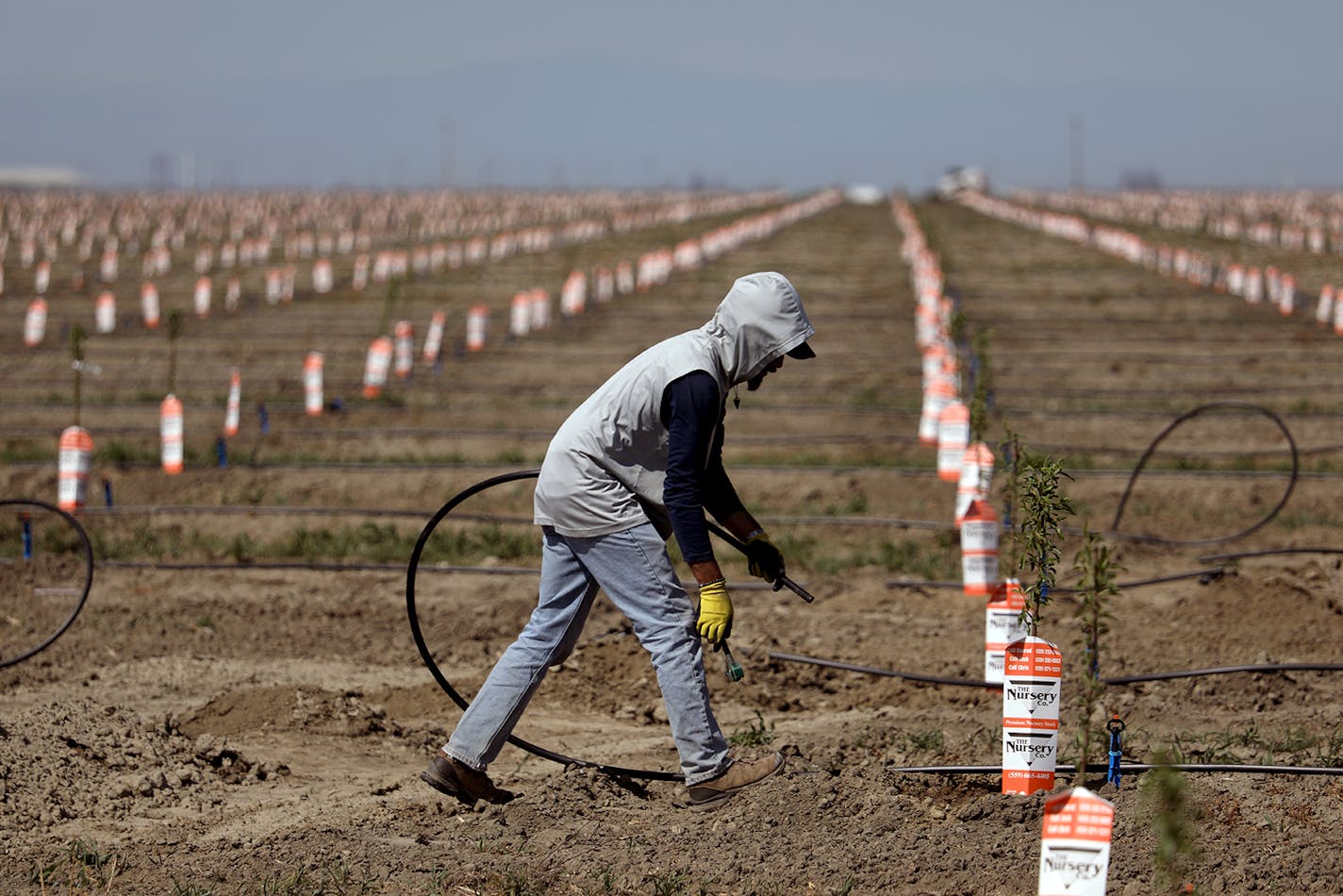 A worker sets up irrigation lines to water almond tree rootstocks along Road 36 in Tulare, Calif. (Gary Coronado/Los Angeles Times/TNS)