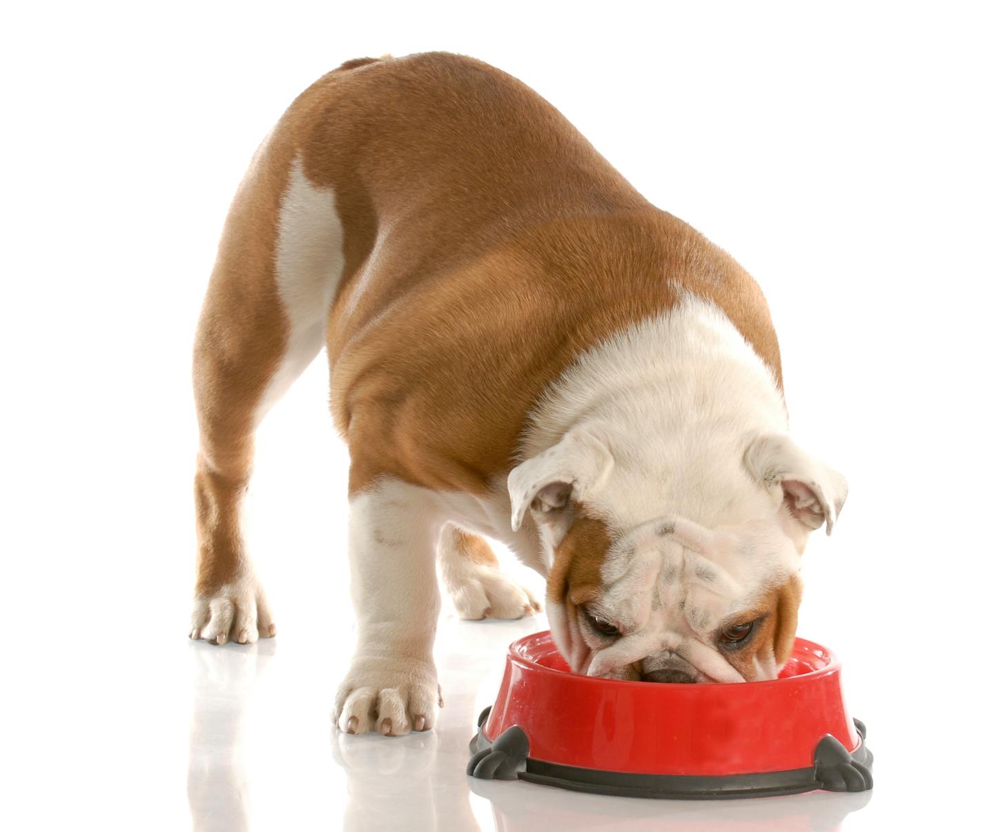 english bulldog standing eating out of red dog food dish with reflection on white background