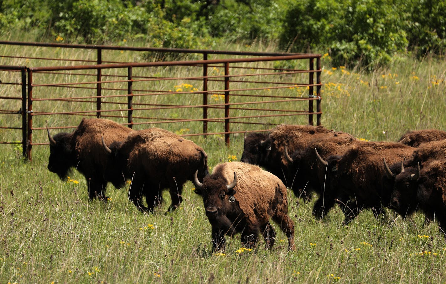 Bison from a Wisconsin ranch roamed their summer home earlier this week at the University of Minnesota's Cedar Creek Ecosystem Science Reserve in Anoka County.