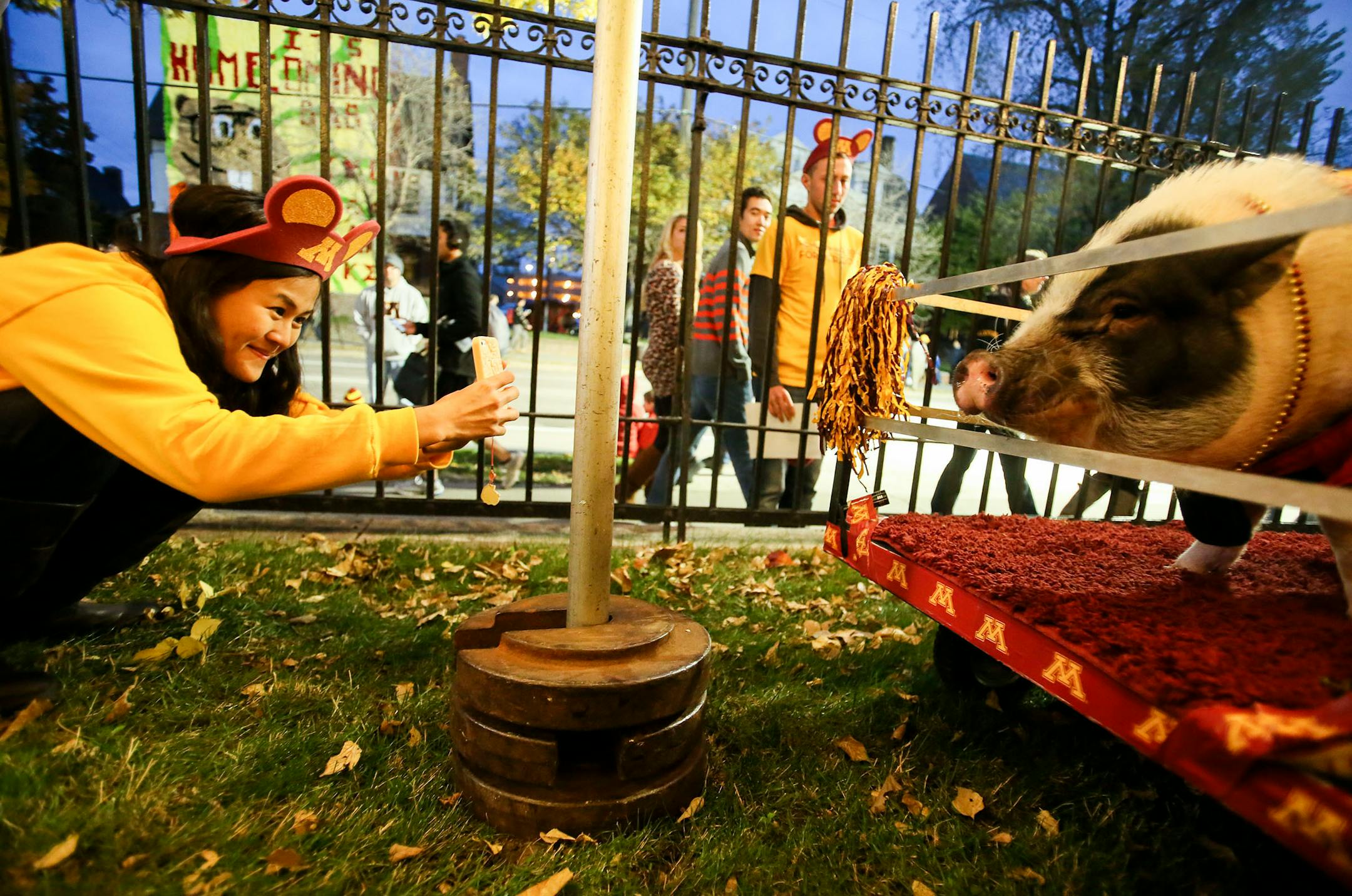 Sirikan Rojangsarot, a University of Minnesota student from Thailand, photographs "Floyd of Rosedale" before the start of the University of Minnesota homecoming parade on Friday, Oct. 17, 2014, in Minneapolis.