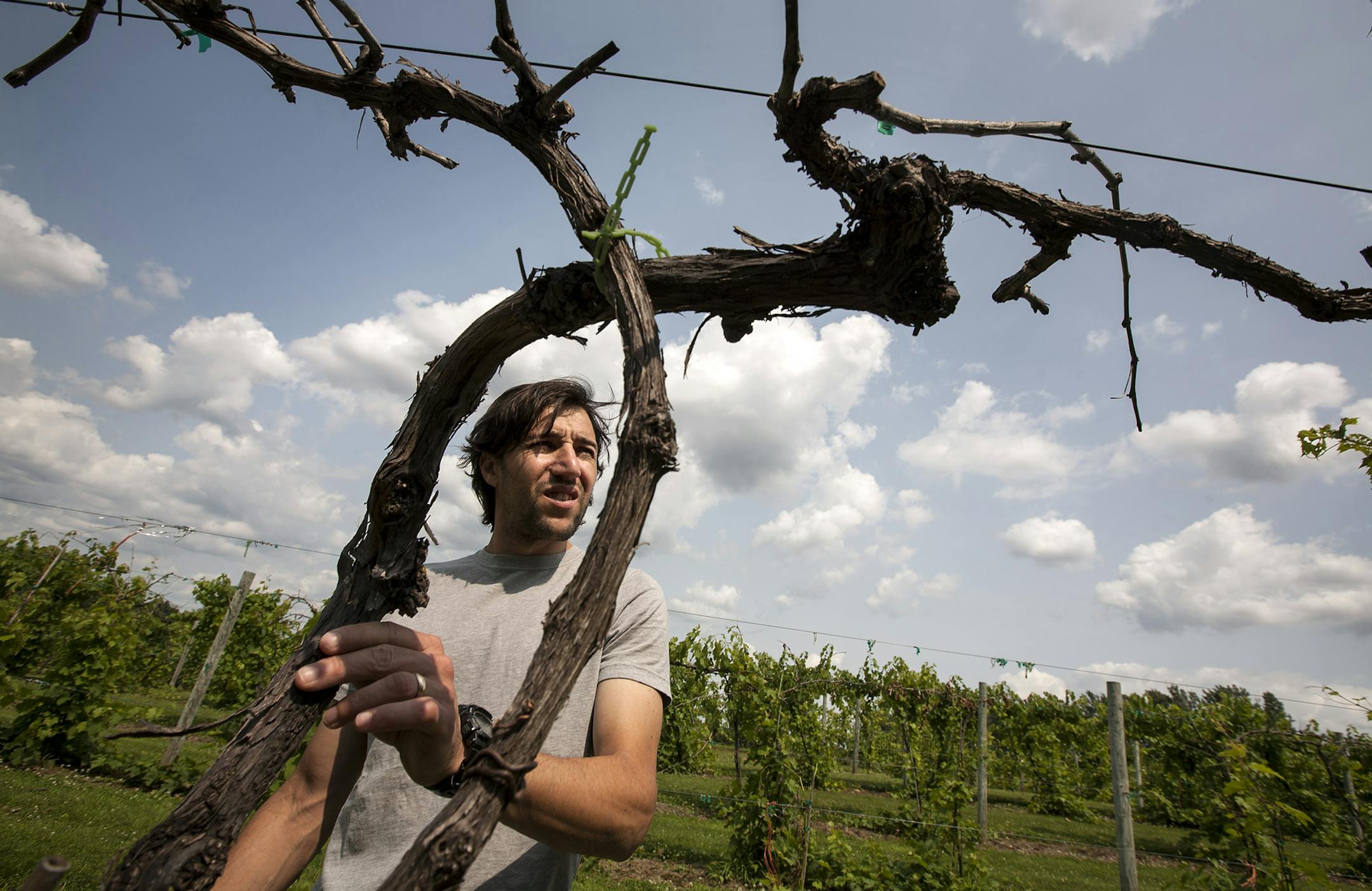 Winemaker Martin Polognioli looked over dead Marechal Foch vines at St. Croix Vineyard. Most root systems are still alive, so workers will regrow the vines from the ground up.