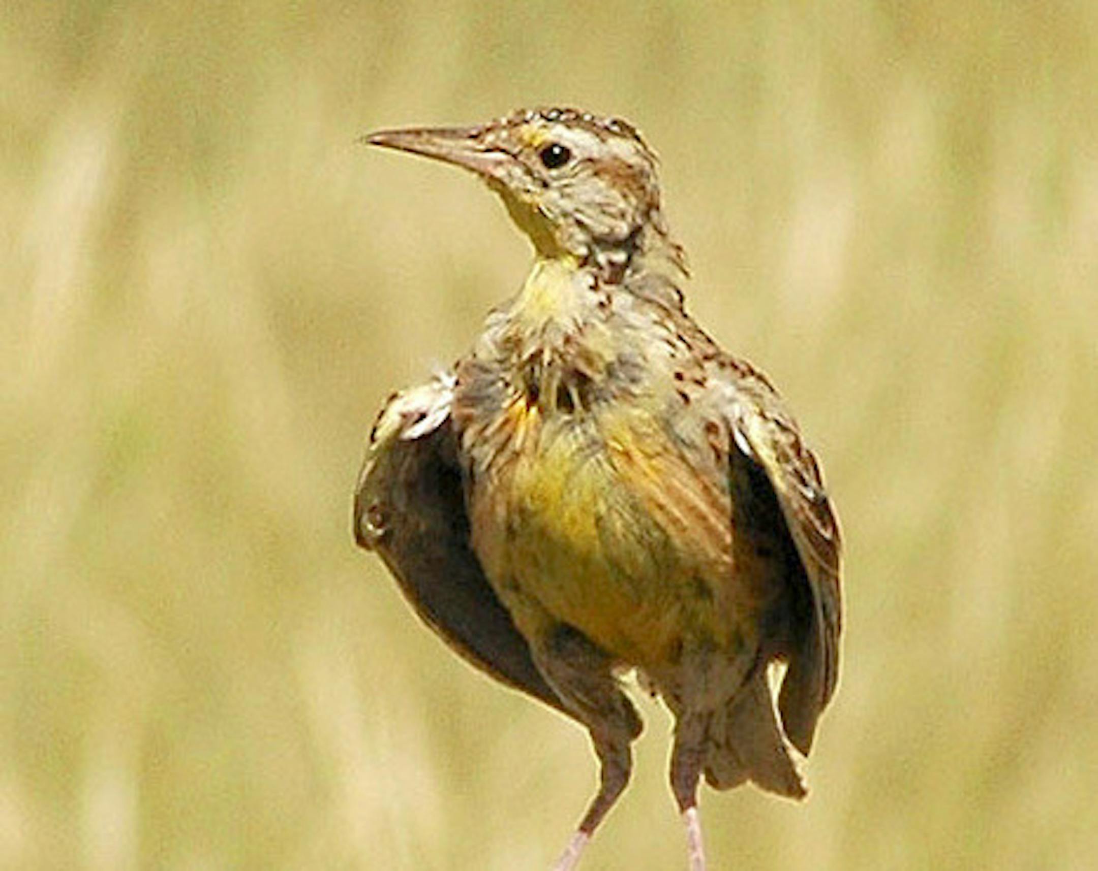 Meadowlark cooling.