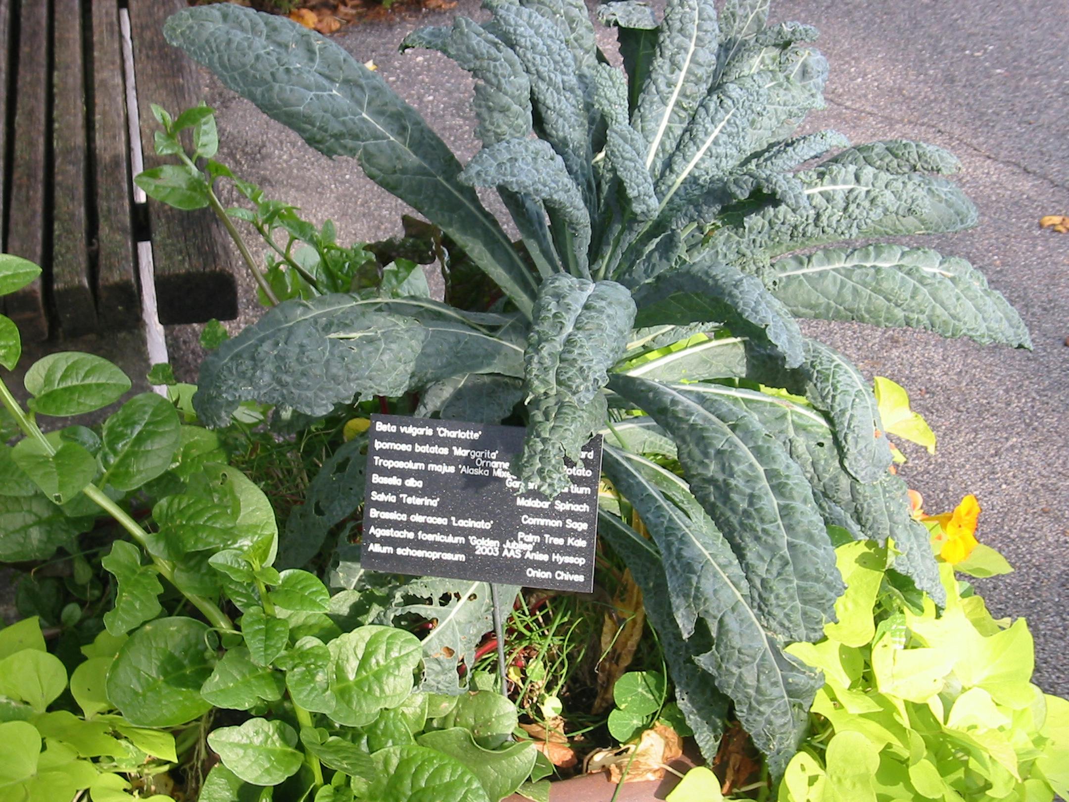 Palm kale