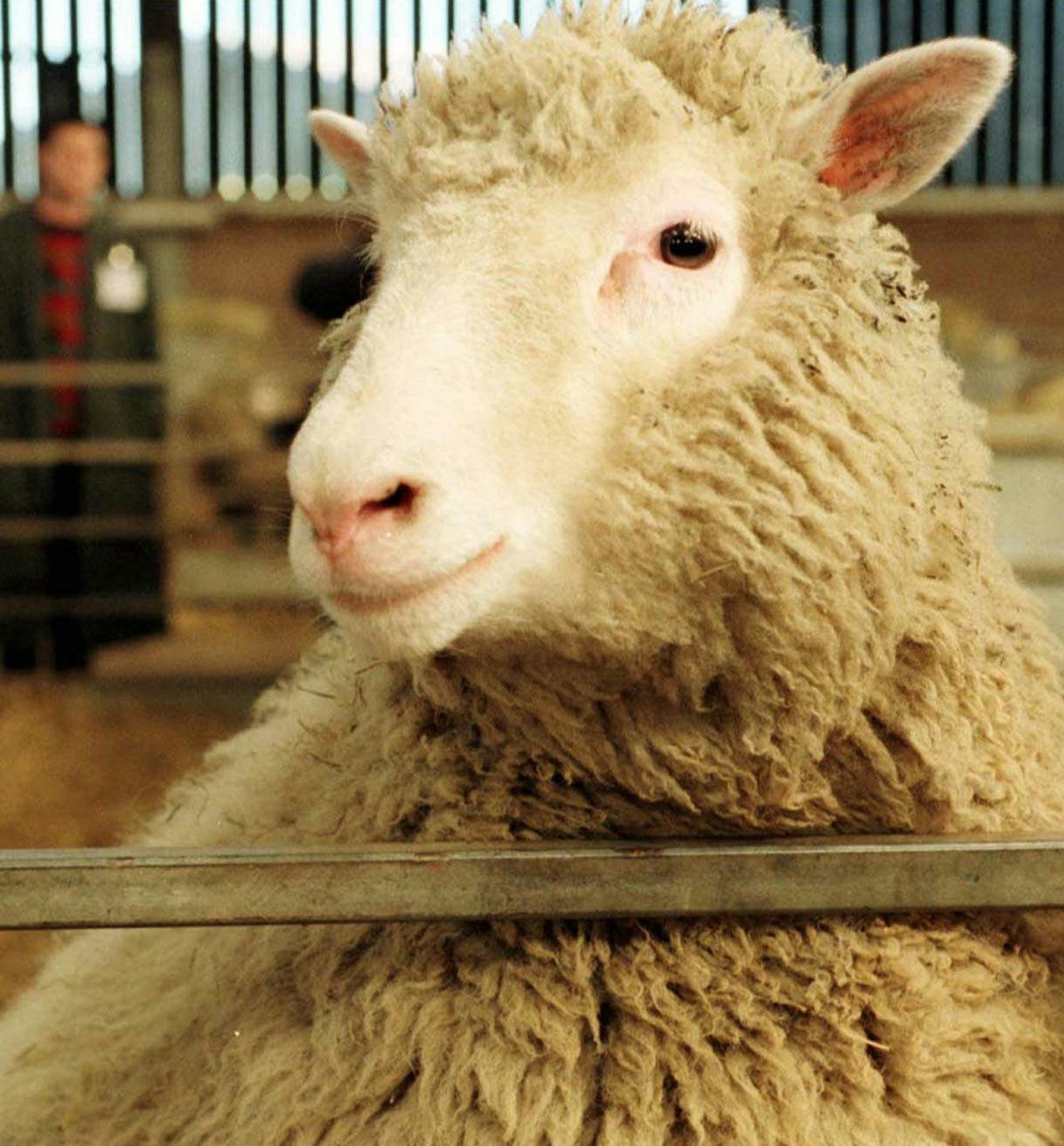 FILE This Tuesday, Feb. 25, 1997 file photo shows seven-month-old Dolly, the genetically cloned sheep, looking towards the camera at the Roslin Institute in Edinburgh, Scotland. Keith Campbell, a prominent biologist who worked on cloning Dolly the sheep, has died at 58, the University of Nottingham said Thursday Oct. 11, 2012. Campbell, who had worked on animal improvement and cloning since 1999, died last Friday Oct. 5, 2012, university spokesman Tim Utton said. He did not specify the cause of