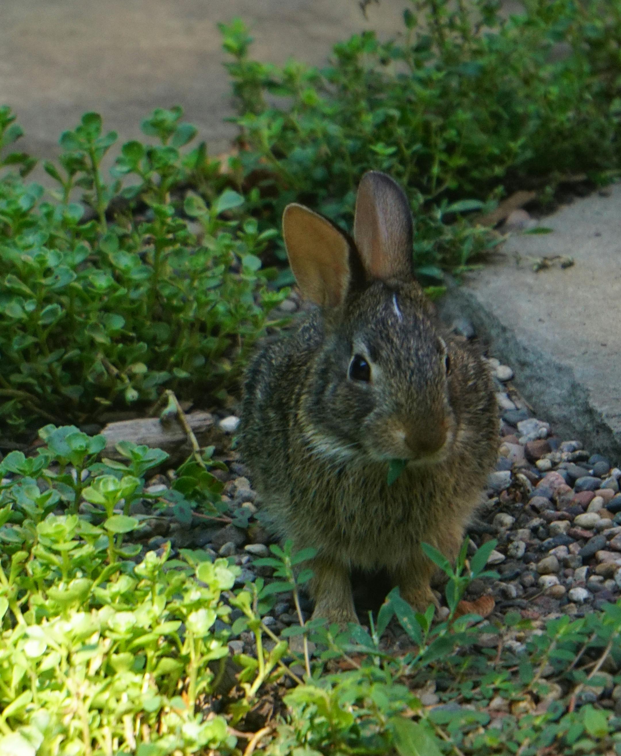 The bunny we called Louie had a tiny white stripe on his nose, and liked to eat the creeping thyme that grew between the flagstones of our garden path.