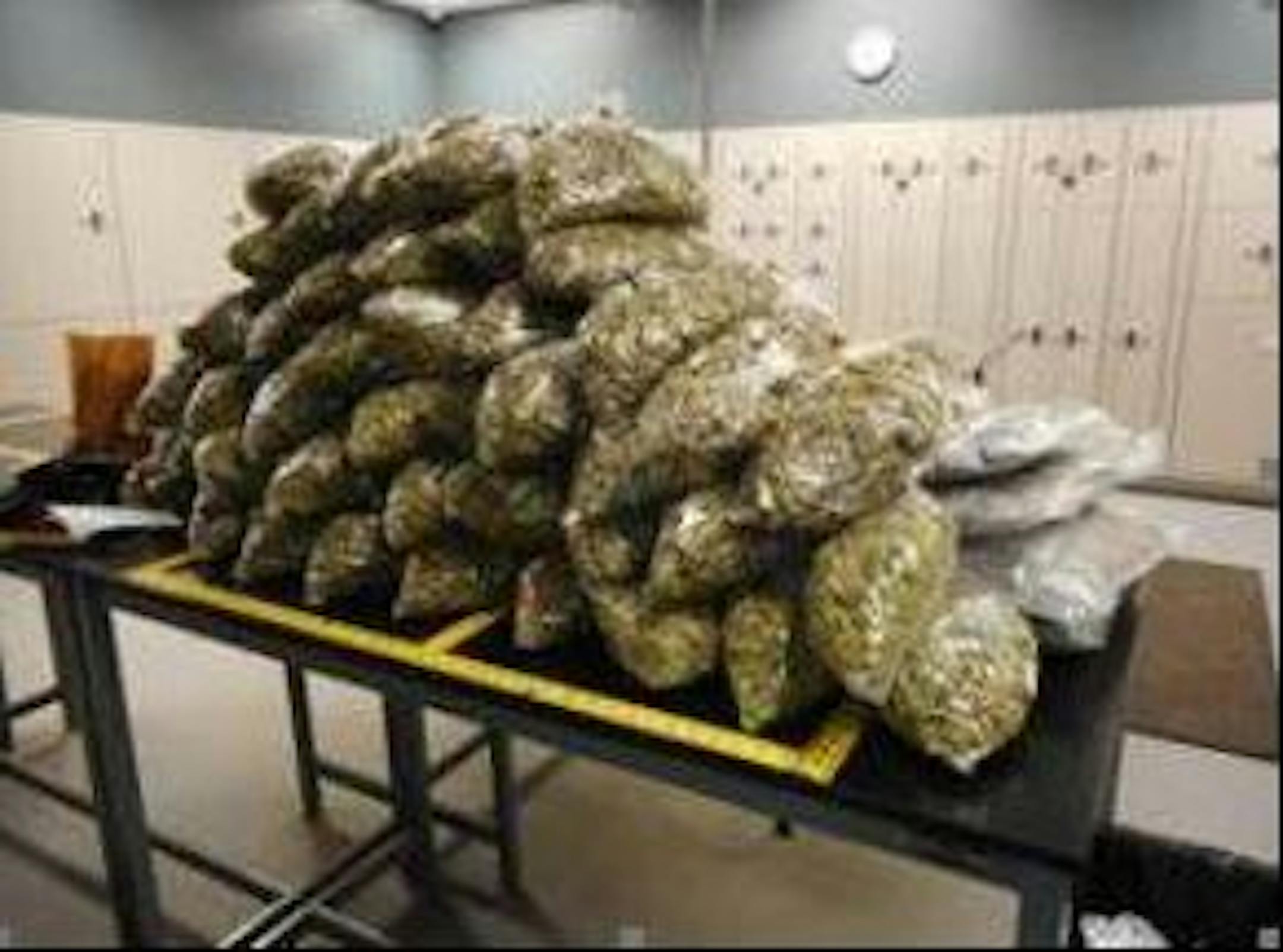 Authorities in South Dakota seized 85 pounds of marijuana during a traffic stop.