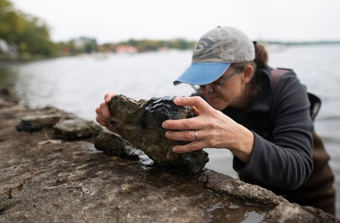 An aquatic specialist was out at Bde Maka Ska last week in response to a zebra mussel finding.