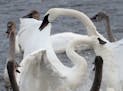 Trimpeter swans congregate on the Mississippi River, along with other waterfowl near Swan Park Thursday, Jan. 10, 2019, in Monticello, MN.