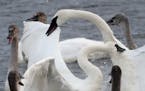 Trimpeter swans congregate on the Mississippi River, along with other waterfowl near Swan Park Thursday, Jan. 10, 2019, in Monticello, MN.