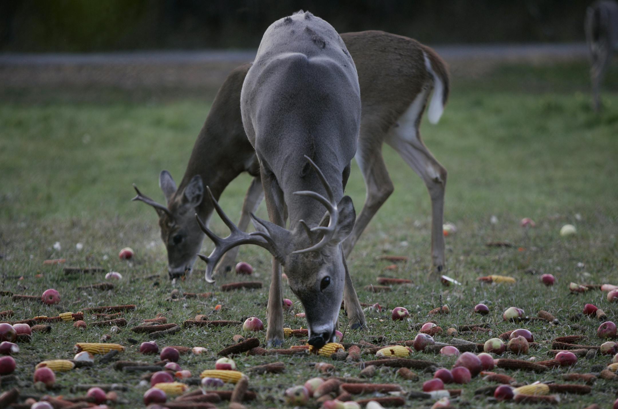 Deer trapped in the Minneapolis Water Works area feed on apples, corn, and carrots that neighbors toss over a barbwire fence every night, Columbia Heights, Minn., Oct. 6, 2004. (Ramin Rahimian/Star Tribune) GENERAL INFORMATION: There are a bunch of deer (20 - 30) trapped in the Mpls. water works facility because they had to shut their gates after 9/11. Water Works, for North 10/13/04 ORG XMIT: MIN2013022013470540