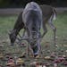 Deer trapped in the Minneapolis Water Works area feed on apples, corn, and carrots that neighbors toss over a barbwire fence every night, Columbia Hei