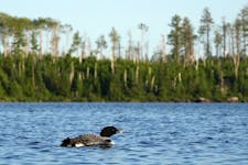 A loon swims in an area on Lake One that was burned in the 2011 Pagami Creek Fire, July 6, 2023 in the Boundary Waters Area Canoe Wilderness near Ely,