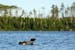 A loon swims in an area on Lake One that was burned in the 2011 Pagami Creek Fire, July 6, 2023 in the Boundary Waters Area Canoe Wilderness near Ely,