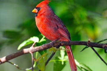 The Northern cardinal was the top bird identified using the Merlin app in the U.S. and Canada during April 2023.