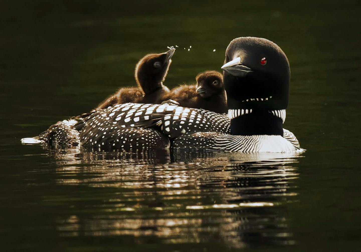 A mother loon and her two babies cruised the waters of Lake Elora in St. Louis County shortly after they hatched and left their nest.