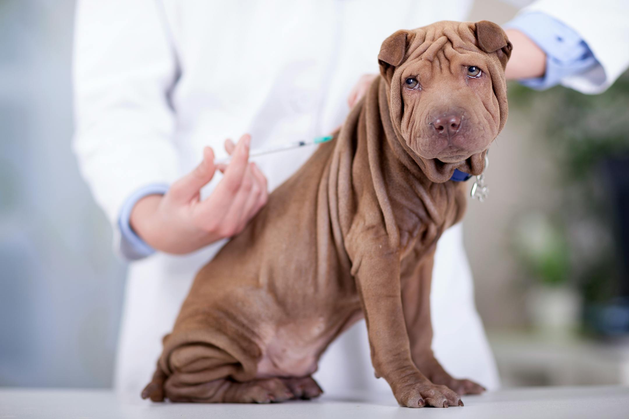 veterinary is giving the vaccine to the puppy dog Shar-Pei