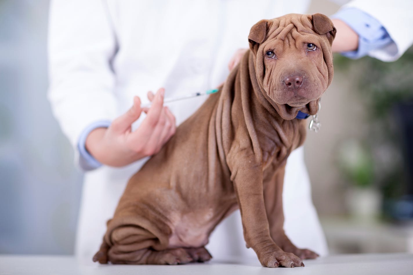 veterinary is giving the vaccine to the puppy dog Shar-Pei