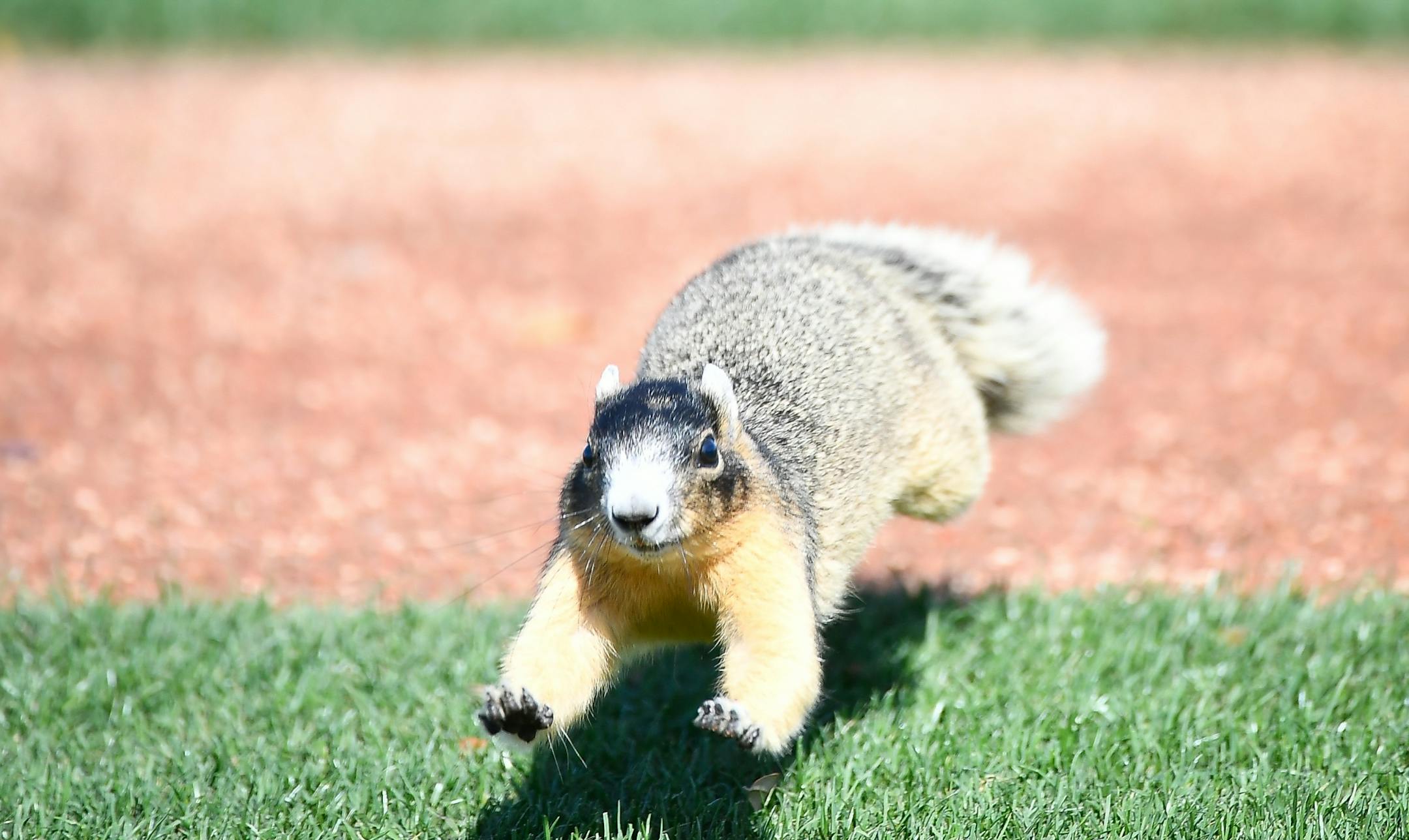 After being spooked by a baseball, a squirrel ran across one of the backfields at CenturyLink Sports Complex as catchers practiced their batting Wednesday.