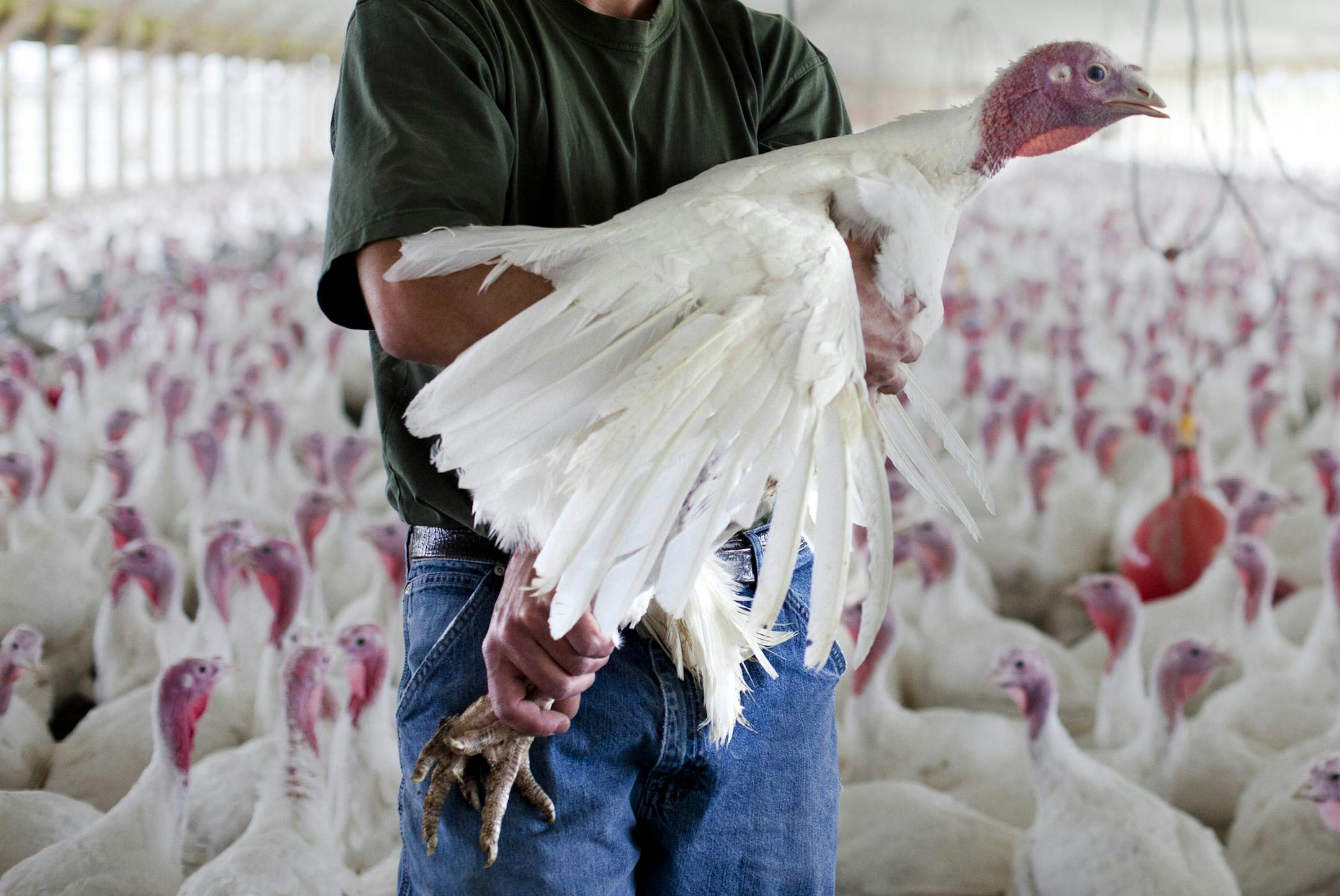 file art to help illustrate the bird flu story..... The Food and Drug Administration called on drug companies Wednesday to help limit the use of antibiotics in farm animals, a decades-old practice that scientists say has contributed to a surge in dangerous, drug-resistant bacteria. (AP Photo/Matt Rourke) ORG XMIT: MIN2015041013205657