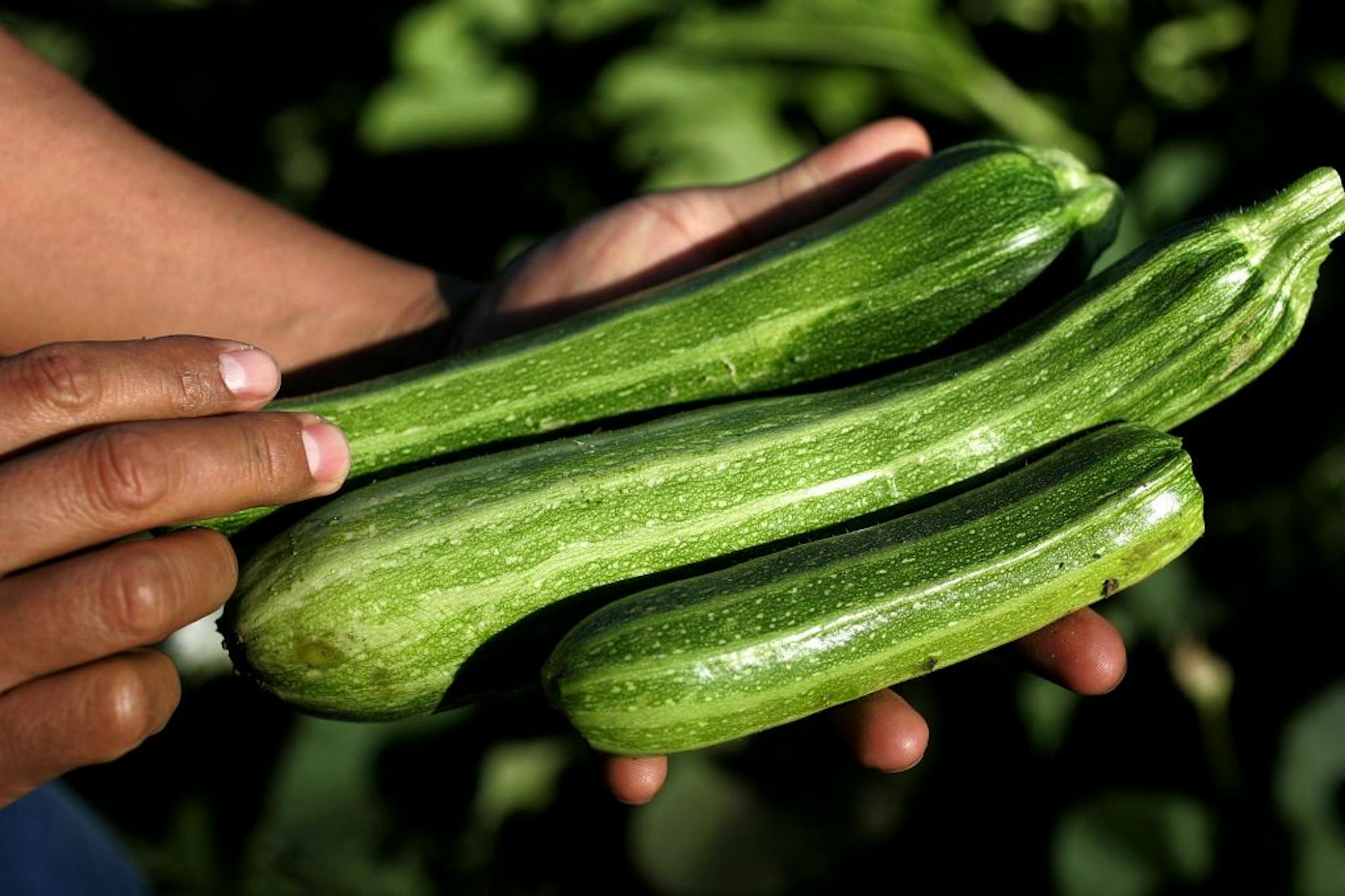 Zucchini is one of several vegetables you can grow in a community garden.