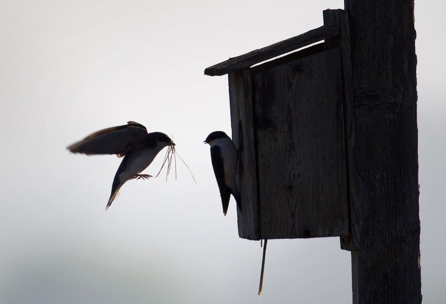 Associated Press
A book about tree swallows is the perfect bedtime books.