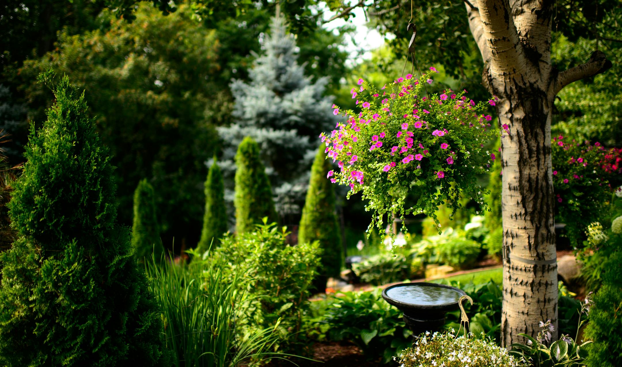 Retired science teacher Deb Dunn-Silis shares her well-manicured Lakeville gardens and knowledge with students and neighbor kids. Deb Dunn Silis gives us a tour of her gardens - include a pond, bridge and sunny and shade beds. ] Monday, August 4, 2014. GLEN STUBBE * gstubbe@startribune.com