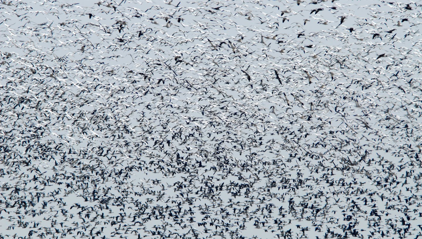 Thousands of snow geese fill the air.
credit: Jim Williams