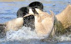 Geese engage in wet, wild fight