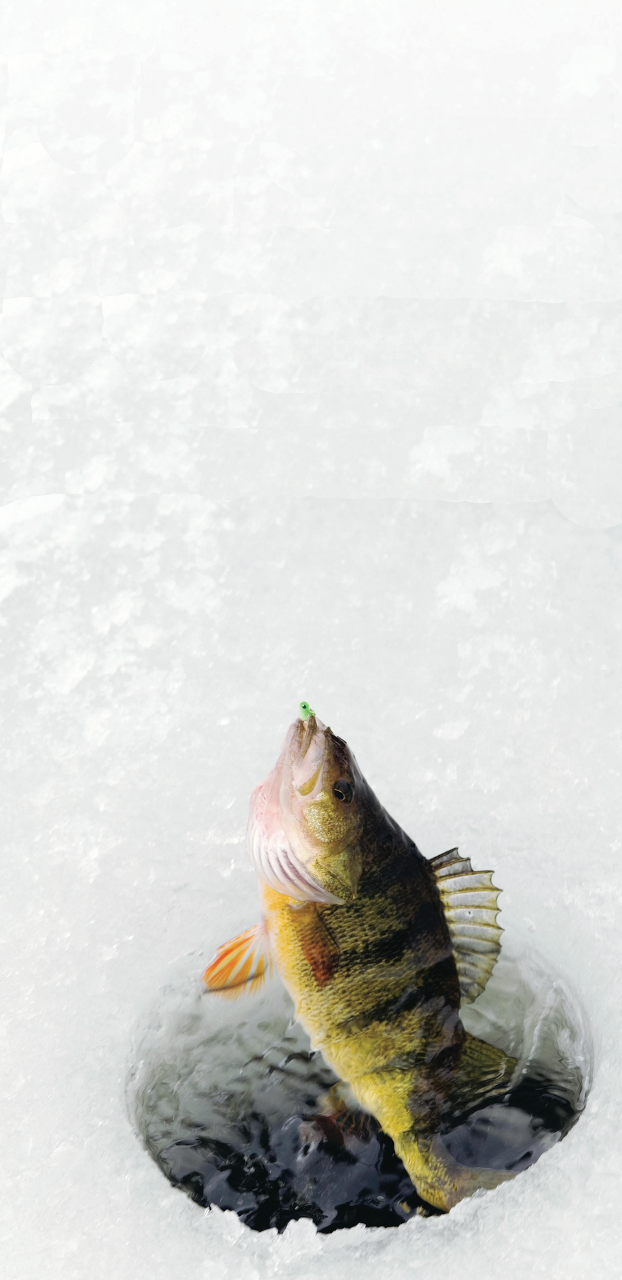 A yellow perch is being brought up through a hole in the ice during some winter fishing.