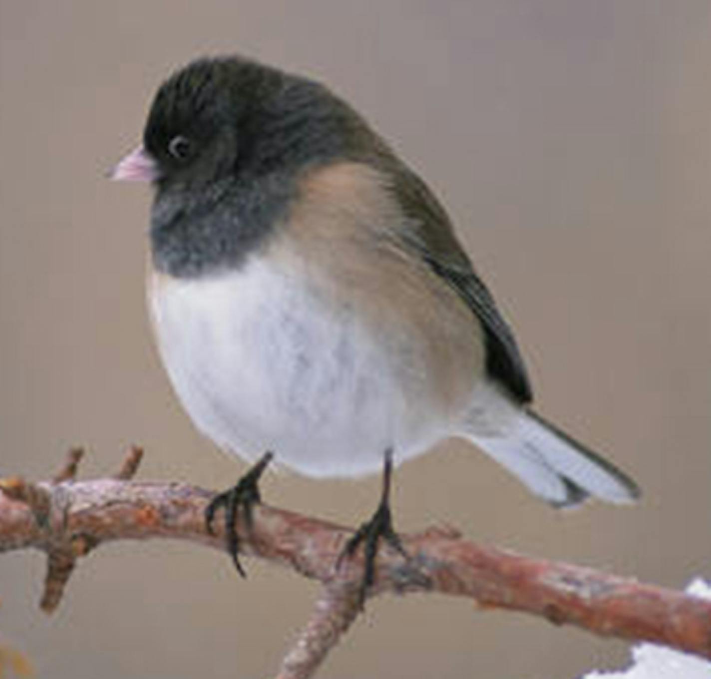 Dark-eyed junco, for Outdoors Weekend.