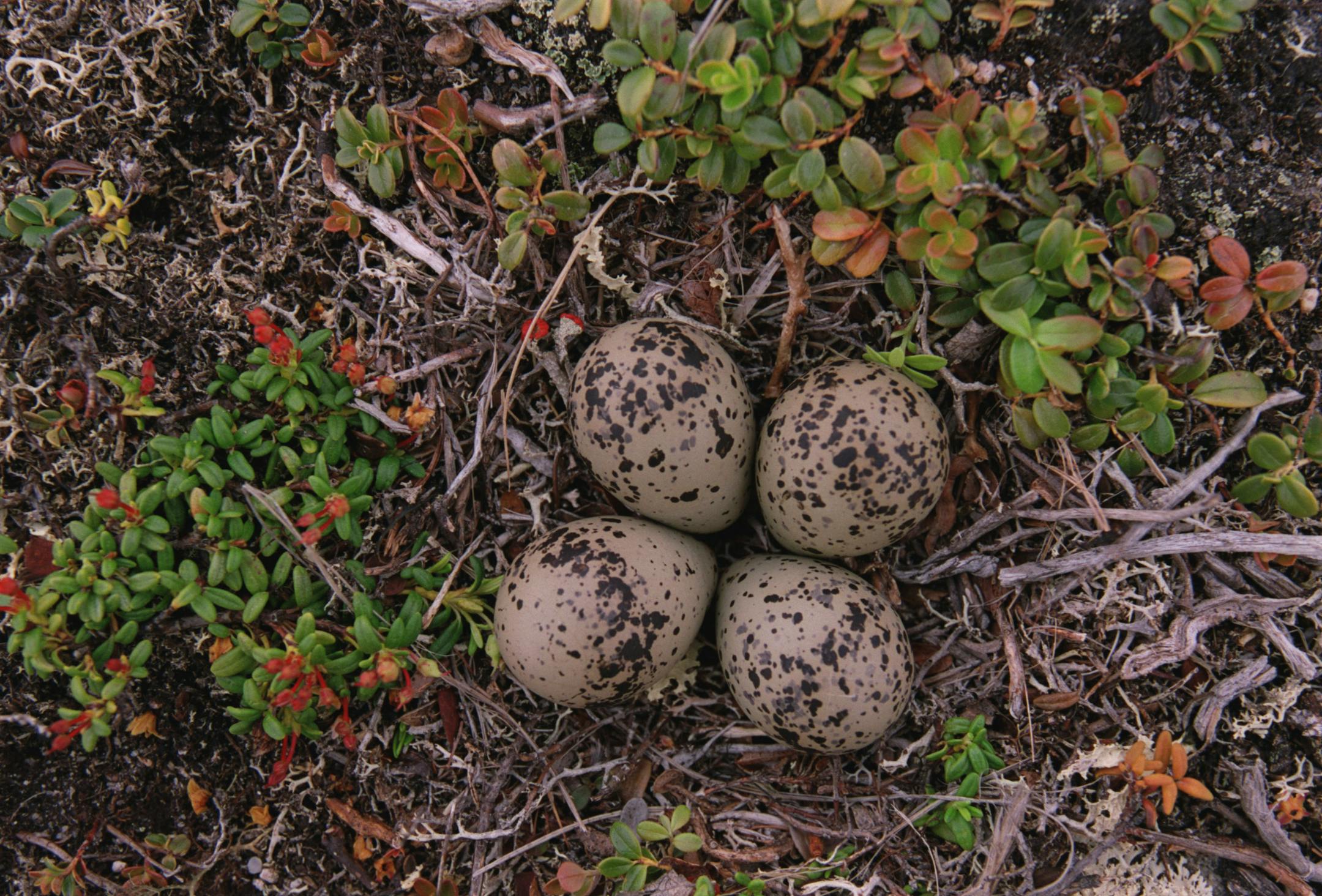 Eggs belonging to a Semipalmated Plover sit in a shallow nest on the ground a few yards for the skeletal remains of a Caribou.