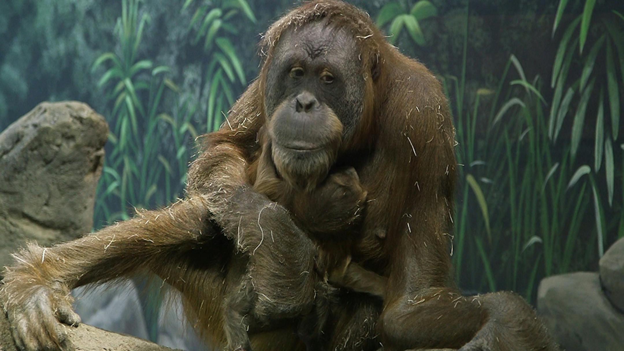 Como Zoo's newborn orangutan makes her debut with her mother.