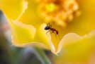 An ant climbs on the petals of a yellow flower of a Prickly Pear Cactus in the Rock Ridge Prairie near Jeffers.