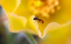 An ant climbs on the petals of a yellow flower of a Prickly Pear Cactus in the Rock Ridge Prairie near Jeffers.