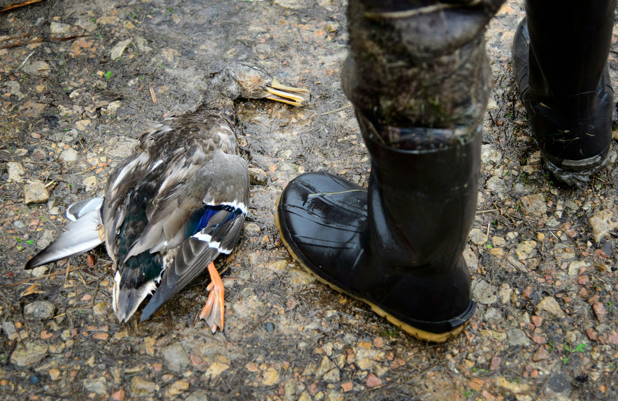 Federal wildlife officer Scott Pariseau did a compliance check with hunter Matthew Kitchell who had just come off the water with a mallard duck. ] GLEN STUBBE * gstubbe@startribune.com Wednesday October 28, 2015 Day in the life of federal wildlife officer Scott Pariseau as he checked duck hunters at the Wilkie Trail Unit under boat ramp under Hwy. 169 in Shakopee.